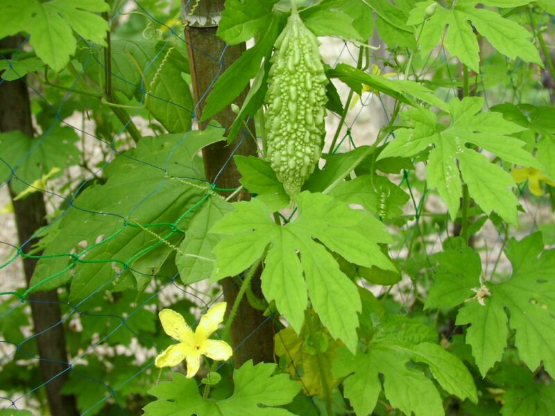 bitter gourd 